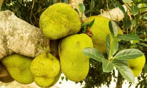 Kilka dojrzałych jackfruitów wisi na drzewie. Zastanawiasz się jackfruit co to? To największy owoc rosnący na drzewach.
