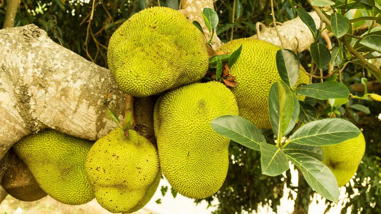Kilka dojrzałych jackfruitów wisi na drzewie. Zastanawiasz się jackfruit co to? To największy owoc rosnący na drzewach.
